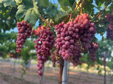 La Uva Red Globe Una Deliciosa Variedad De Uva De Mesa