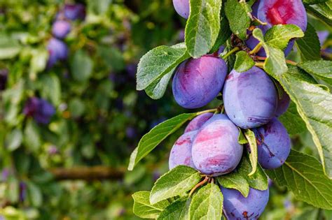 Obst Mit Z Am Anfang Liste Mit Vielen Bildern Foodwissen De