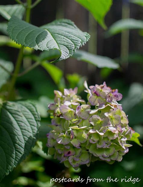 How To Easily Dry Hydrangeas Postcards From The Ridge