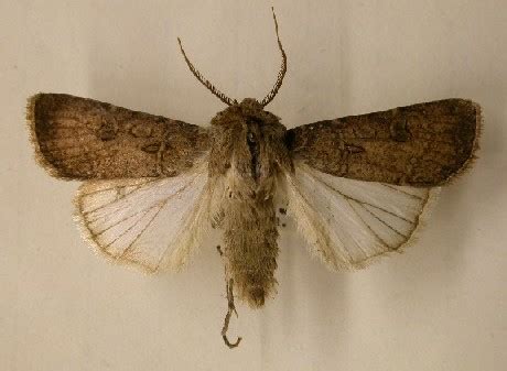 73 319 Turnip Moth Agrotis Segetum Dumfries Galloway Moths