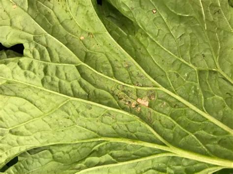 Downy Mildew Vegetable Disease Facts