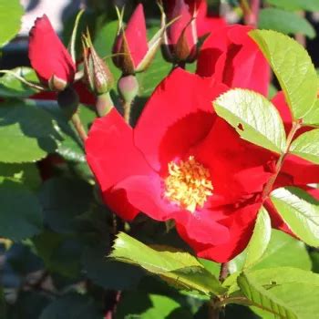 Rot Park Und Strauchrosen Diskret Duftend Robusta Rosen Online