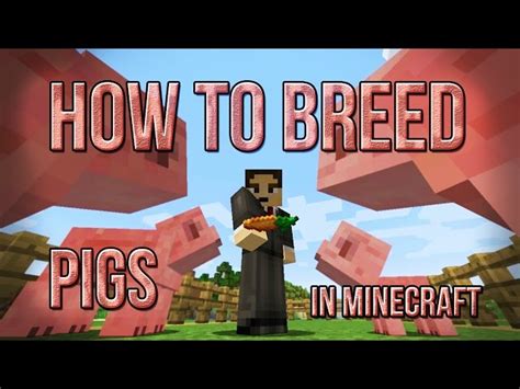 How To Breed Pigs In Minecraft Materials Required How To Breed Why