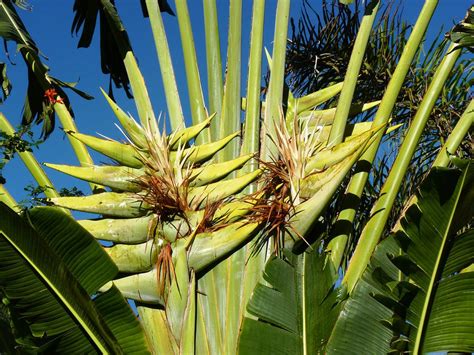 Rbol Del Viajero Ravenala Madagascariensis Jard N Nico