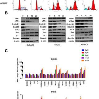 Tivozanib Induces G M Cell Cycle Arrest And Apoptosis A Following