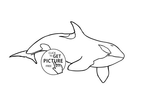 Creative Photo Of Shamu Coloring Pages