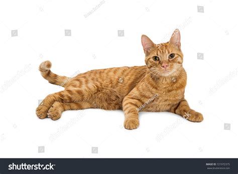 Pretty Orange Tabby Cat Lying Down Shutterstock