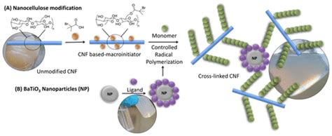 表面引发的受控自由基聚合方法，用于无机无机粒子的原位交联纤维素纳米原纤维。biomacromolecules X Mol