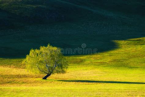 Green Tree On The Hills With Fresh Green Grass Stock Image Image Of