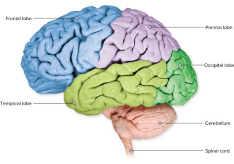 Ch The Nervous System Neurology And Psychiatry Flashcards Quizlet