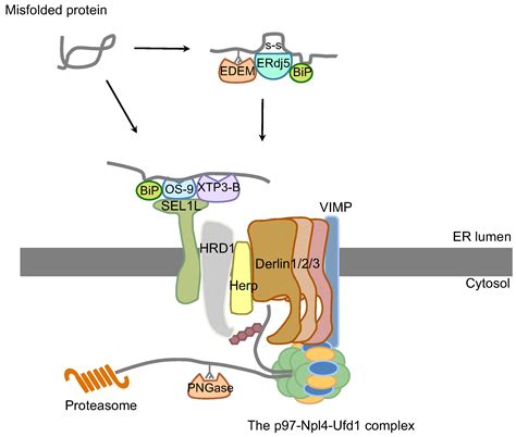 Genes Free Full Text Signaling Pathways From The Endoplasmic