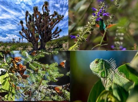 México Con Gran Biodiversidad Que Hay Que Conservar Conanp