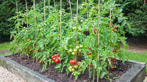 Mistakes Everyone Makes When Planting Tomatoes