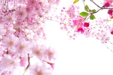 Sakura Flower Backgrounds - Wallpaper Cave