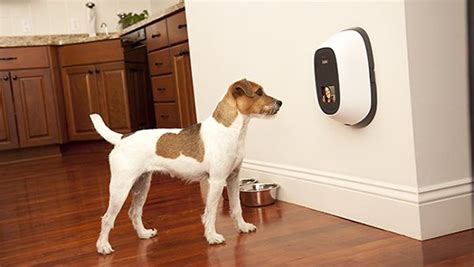 The 8 Best Pet Cameras Every Dog Owner Should Know About