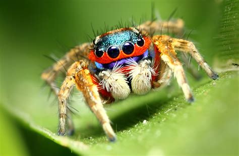 Salticidae Jumping Spider Spider Insects