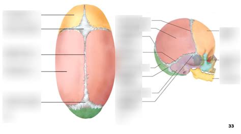 Skull Bones Fontanels Diagram Quizlet