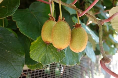 Premium Photo Closeup Of Kiwifruit On Plant Harvesting Kiwifruit On