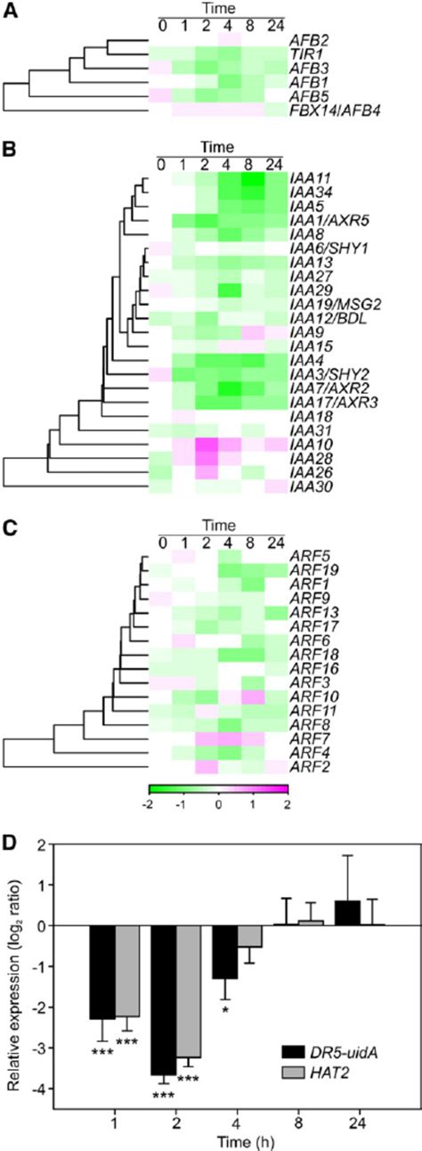 Auxin Signaling Is Altered By Apoplastic Ros A To C O Responses