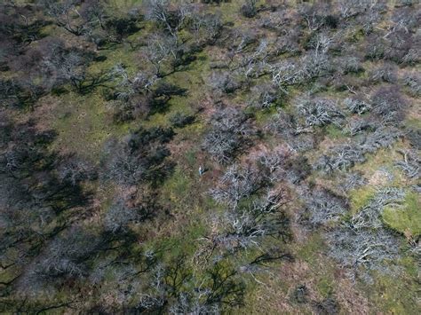 Pampas Forest Calden Tree Prosopis Caldenia Endemic Species In La