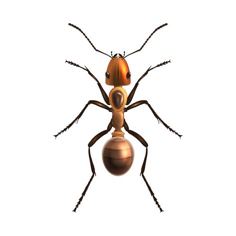 Realistic ant isolated 443758 Vector Art at Vecteezy