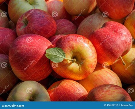 Red Apple Harvest Royal Gala In The Countryside Stock Photo Image