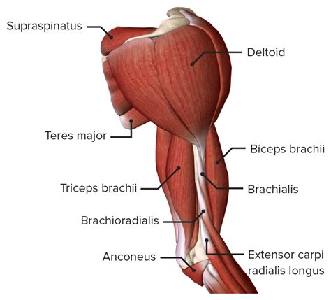 upper limb diagram