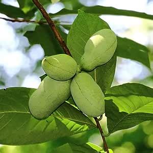 Amazon Paw Paw Trees Live Plants Inc Tall Pawpaw Plants