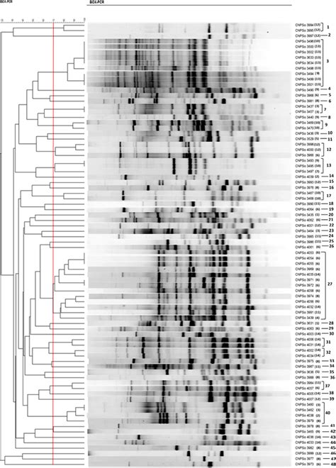 Fingerprinting Dendrogram Of Similarity Based On The Box Pcr Profiles