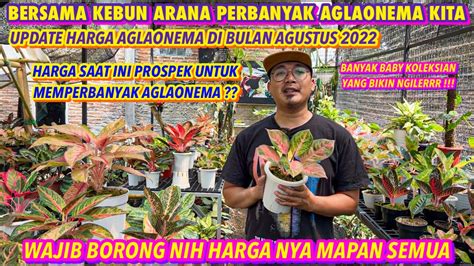 SAAT SAAT SEPERTI INI WAKTU YANG TEPAT UNTUK MEMPERBANYAK AGLAONEMA