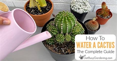 Watering Cactus Plants: When, How Often & How Much They Need