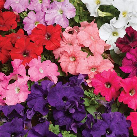 Petunia TriTunia ProFormula Mix Hybrid Petunias Horticultural