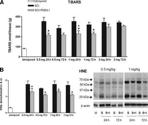 Phosphodiesterase Type 4 Inhibitor Pde4 I Treatment Decreased Lipid