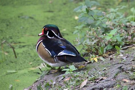 Oiseaux du Marais Poitevin Saint Hilaire la Palud 2021 Qué saber