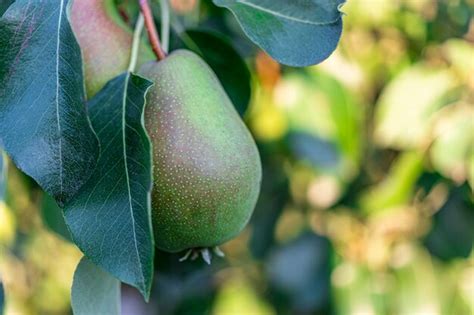 Premium Photo Pears On A Tree Branch Growing Pears In Natural