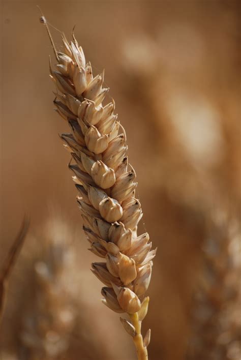 Images Gratuites La Nature Herbe Branche Champ Bl Grain