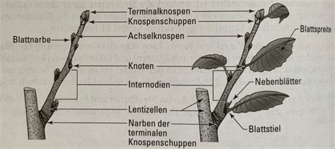 Spross Wurzel Und Blatt Flashcards Quizlet