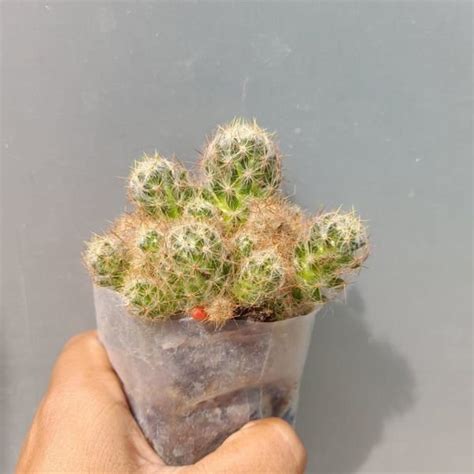 Mammillaria Prolifera Plantzone