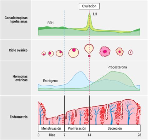 Menstrual Cycle Ciclo Sexual Femenino Flashcards Quizlet