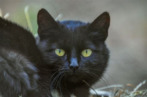 Hz Concurso Elege O Gato Srd Mais Bonito Do Brasil A Gazeta