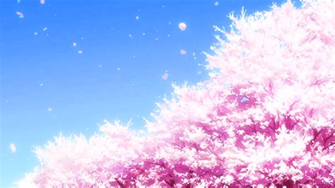 Cherry Blossom Tree Gif | [+] CHERRY BLOSSOM