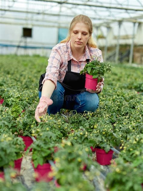 Jardineira De Mulheres Trabalhando Mudas De Tomate Na Estufa Imagem