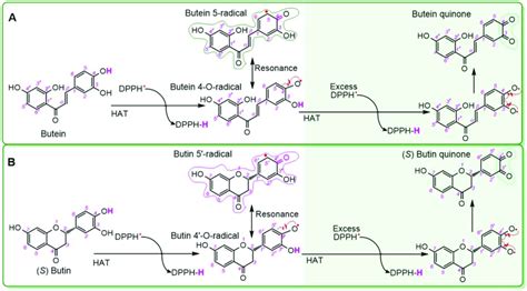 Hydrogen Atom Transfer Hat Reactions Of Butein A And S Butin B