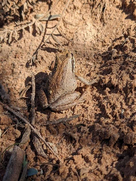 Baja California Tree Frog From St George Ut Usa On November