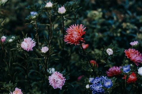 Free Images Flower Flowering Plant Purple China Aster Pink Petal