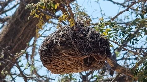 Weaver Bird Nest Watermarked Alan Tann Flickr