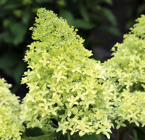 Гортензия метельчатая "Magical Lime Sparkle" | LeafGarden