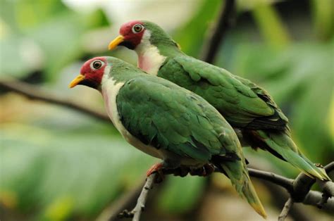 Gambar Burung Dara Merpati Dan Sejenisnya Alihamdan