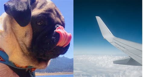 Can Pugs Fly On Planes A Comprehensive Guide