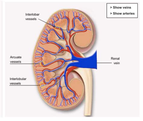 Histologie système urinaire Flashcards Quizlet